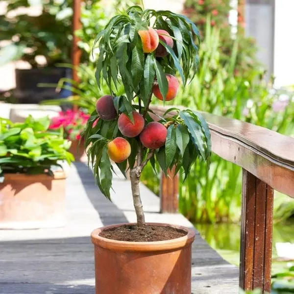 Alubukhara,dwarf_Hot_Climate_|_Grafted_and_Hybrid_Plants