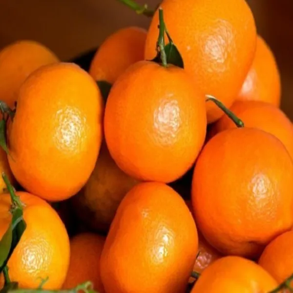 Kashmiri_Kinnu_Orange_|_Grafted_and_Hybrid_Plants