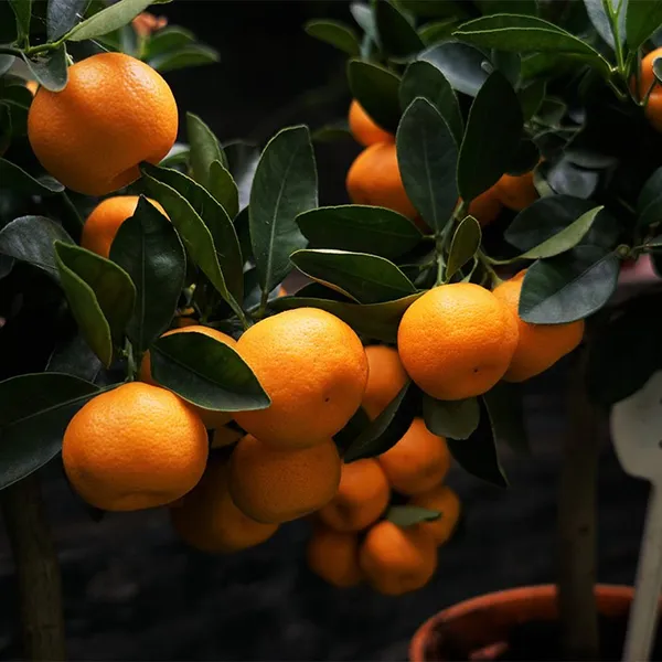 Chinese_6_Orange_|_Grafted_and_Hybrid_Plants