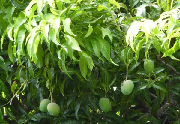 Bombay_Mango_Plant_|_Grafted_and_Hybrid_Plants