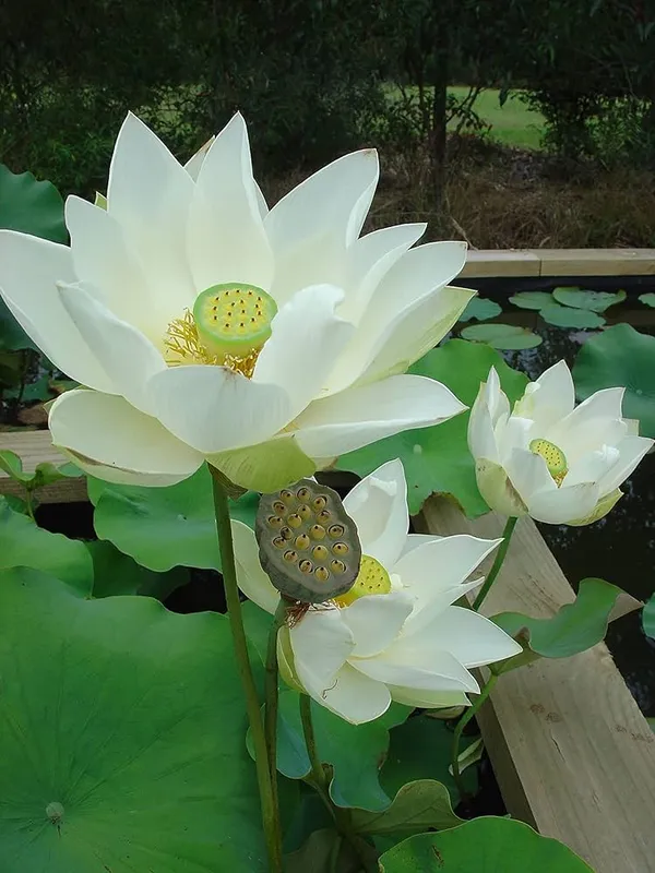 Angel_Wings_Lotus(Tuber)