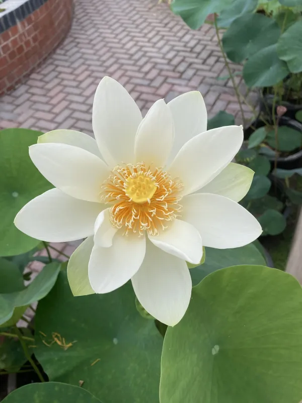 Angel_Wings_Lotus(Tuber)