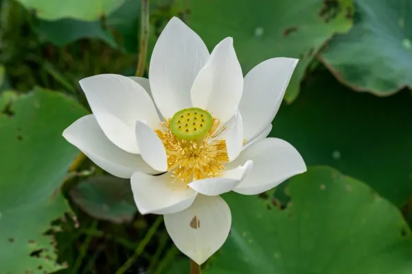 Angel_Wings_Lotus(Tuber)