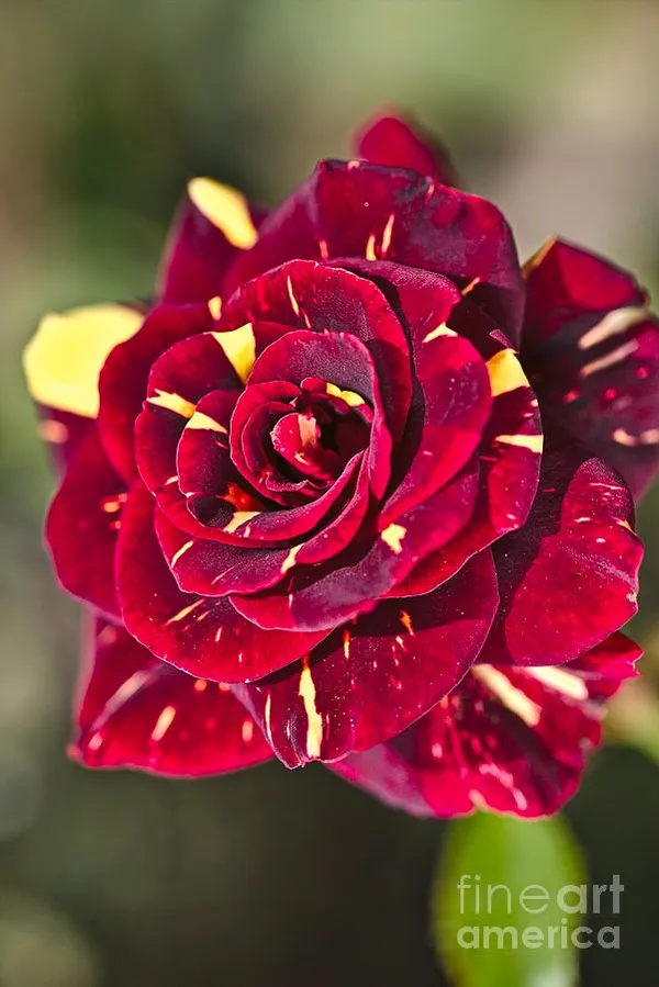Abra_Ka_Dabra_Rose
