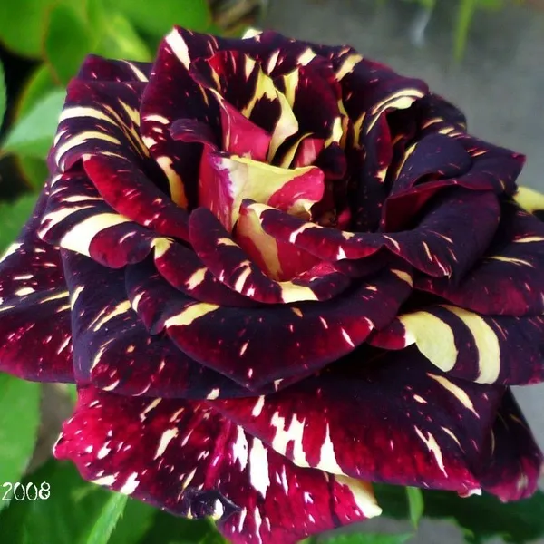 Abra_Ka_Dabra_Rose