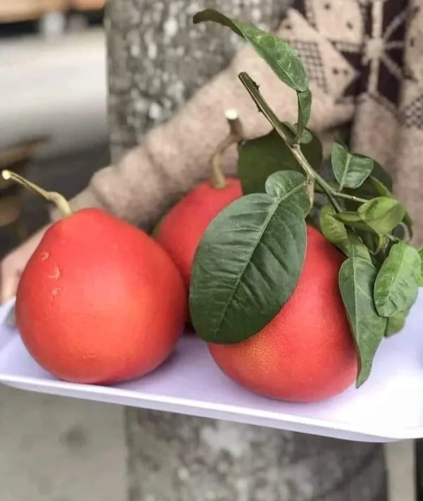 Red_Grape_Fruit_|_Grafted_and_Hybrid_Plants