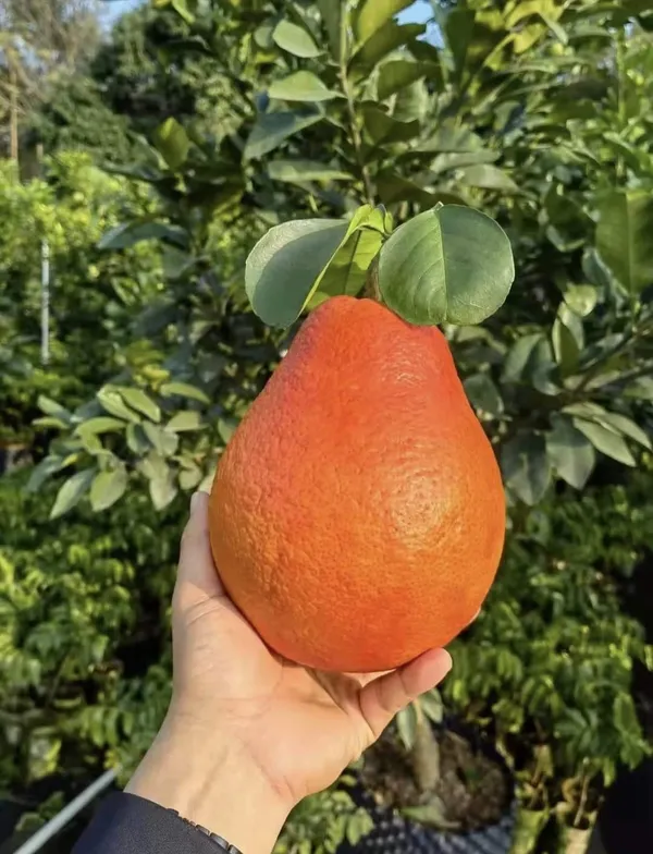 Red_Grape_Fruit_|_Grafted_and_Hybrid_Plants