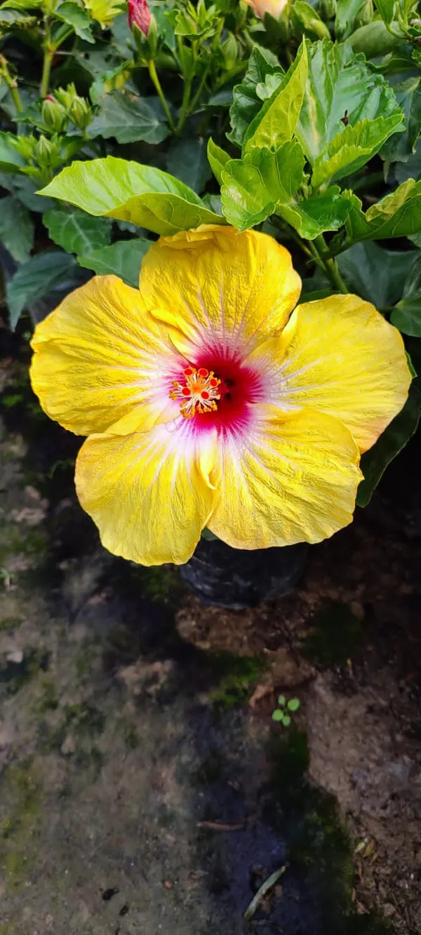 Rashmoni_Hibiscus