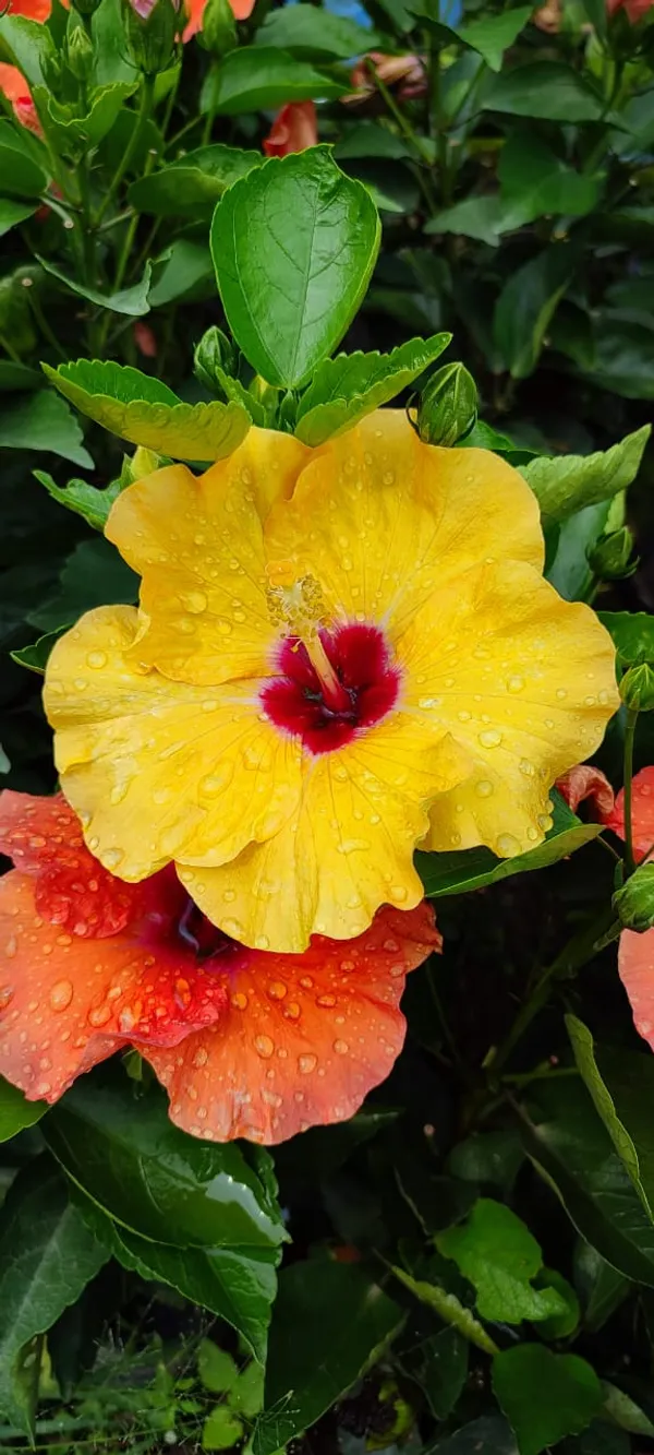 Rashmoni_Hibiscus