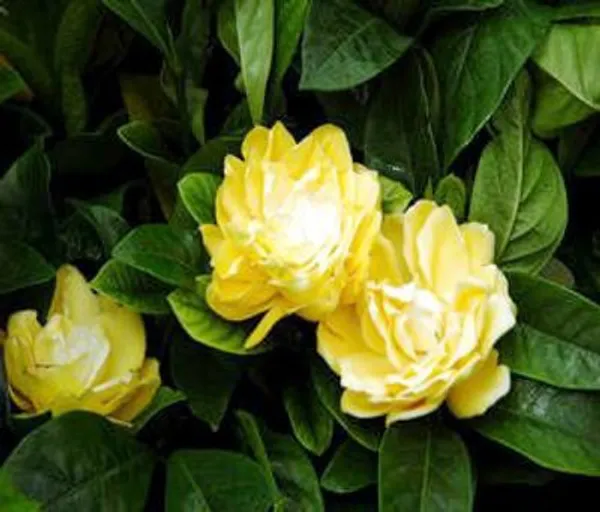 Yellow_gardenia