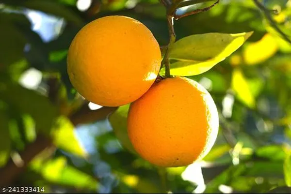 Pakistani_Malta_Plant_|_Grafted_and_Hybrid_Plants