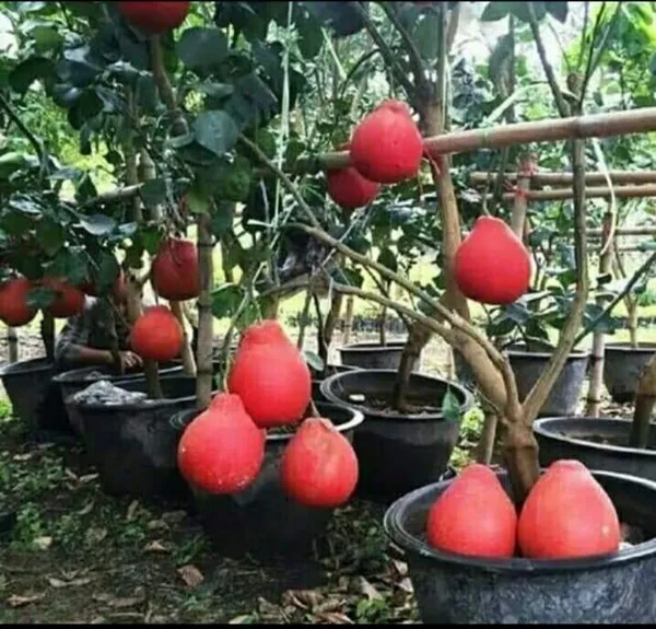 Red_Pamelo_Plant_|_Grafted_and_Hybrid_Plants