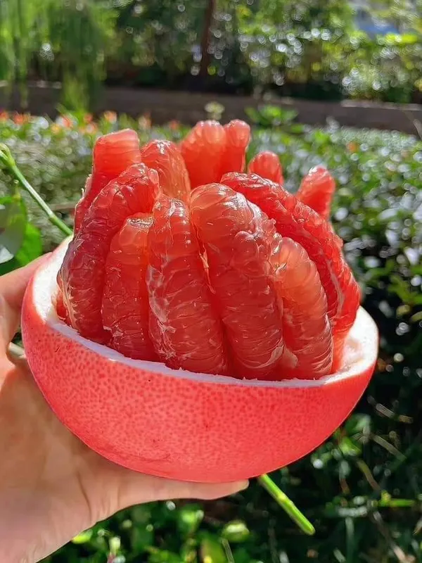 Red_Pamelo_Plant_|_Grafted_and_Hybrid_Plants