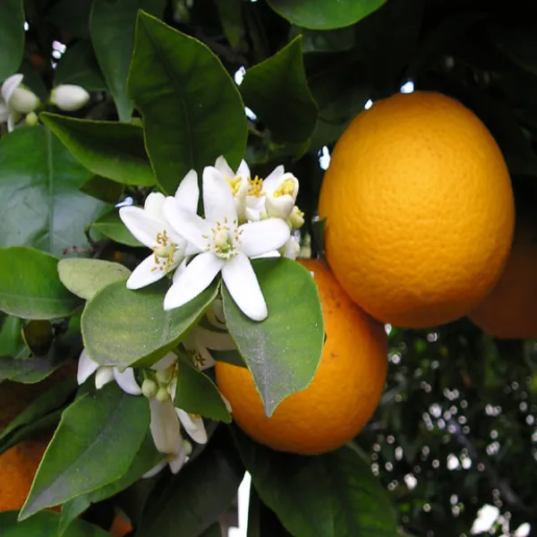 Tancy_Orange_Plant_|_Grafted_and_Hybrid_Plants