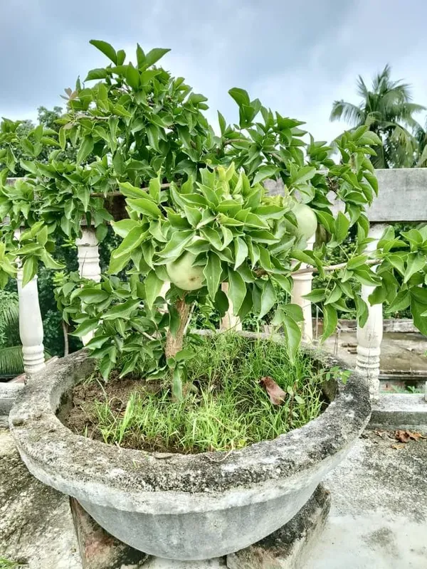 Thai_Bael_Plant_|_Grafted_and_Hybrid_Plants