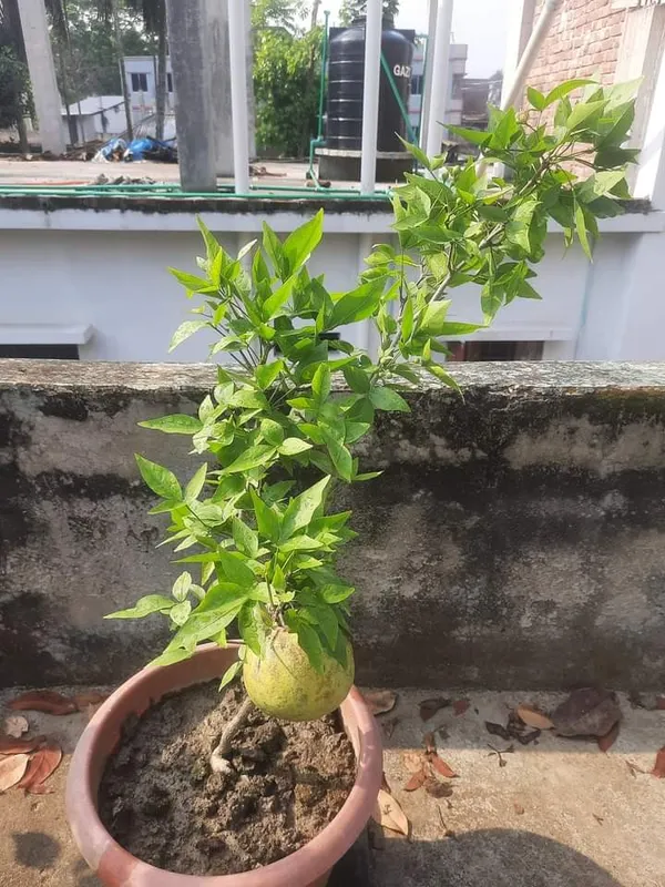 Thai_Bael_Plant_|_Grafted_and_Hybrid_Plants