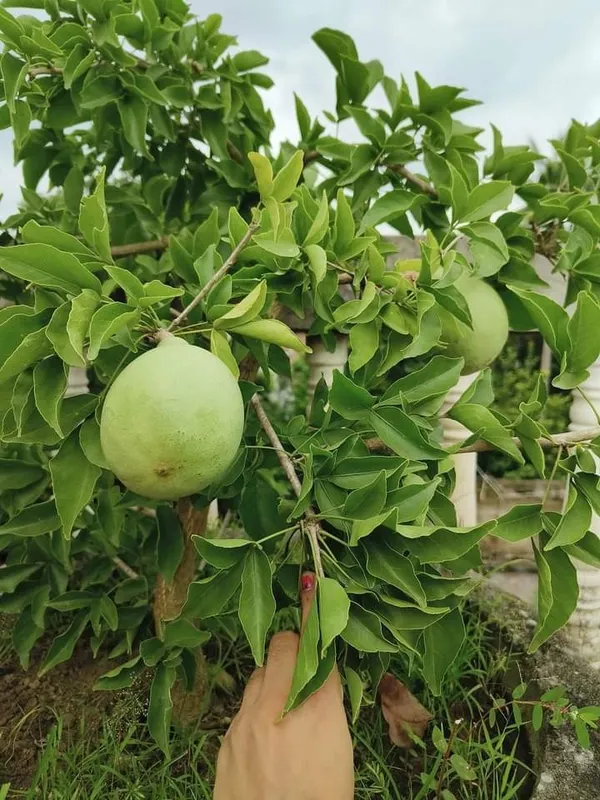 Thai_Bael_Plant_|_Grafted_and_Hybrid_Plants