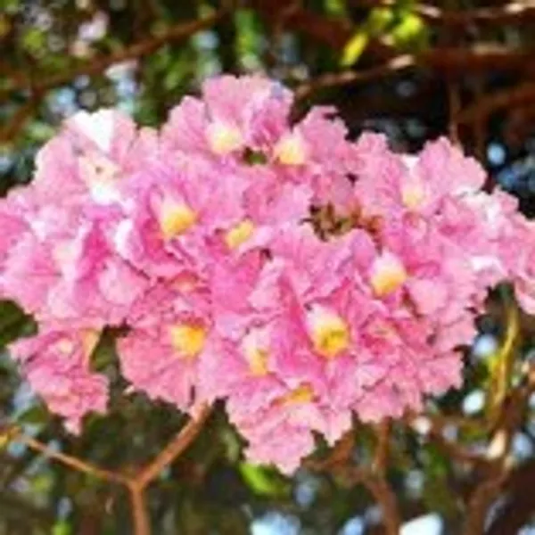 Rosea_pink_Grafted