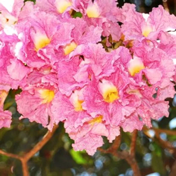 Rosea_pink_Grafted