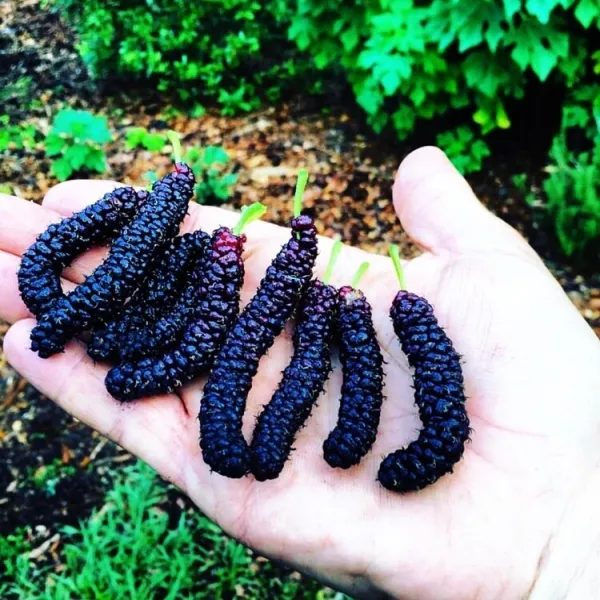 Mulberry_Long_|_Grafted_and_Hybrid_Plant