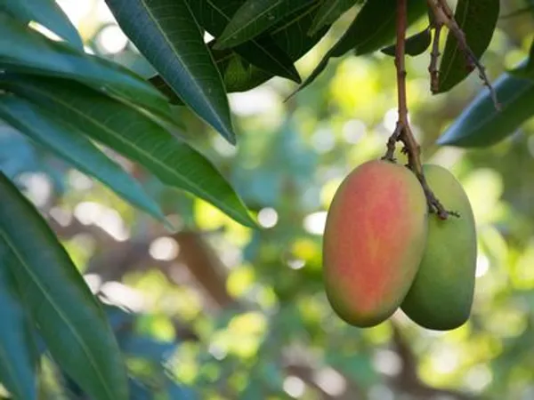 Toledo_Mango_Plant_|_Grafted_and_Hybrid_Plants