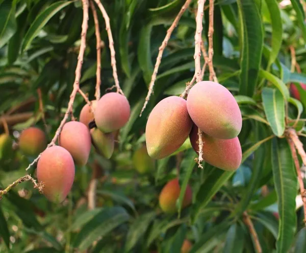 Toledo_Mango_Plant_|_Grafted_and_Hybrid_Plants