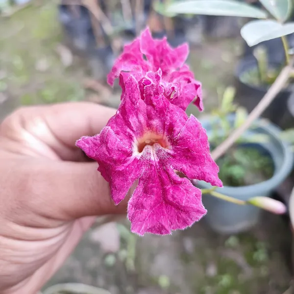 Tabibuia_Rose_Red