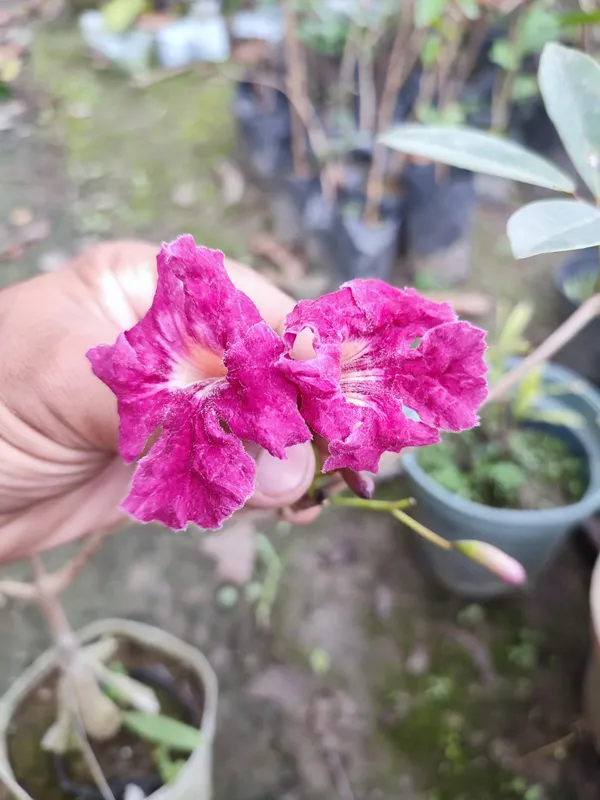 Tabibuia_Rose_Red
