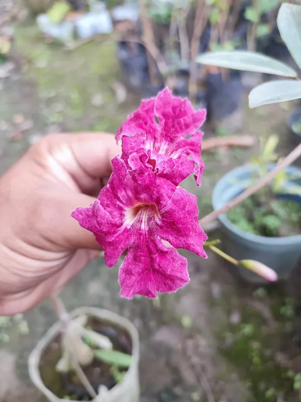 Tabibuia_Rose_Red