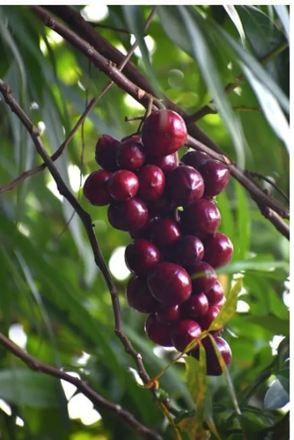 Malyan_Cherry_Plant_|_Grafted_and_Hybrid_Plants