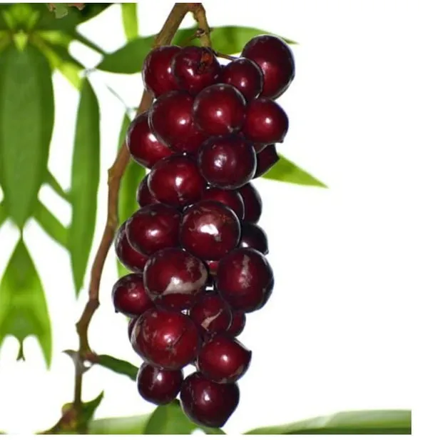 Malyan_Cherry_Plant_|_Grafted_and_Hybrid_Plants