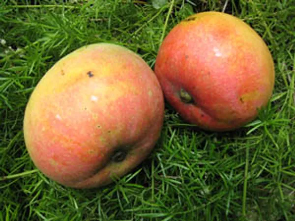 Apple_Mango
