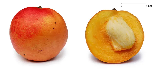 Apple_Mango