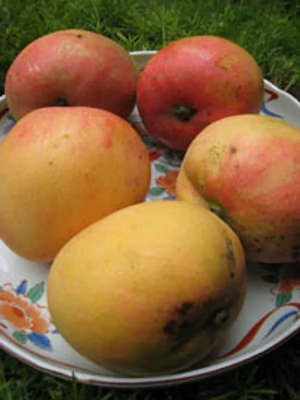 Apple_Mango
