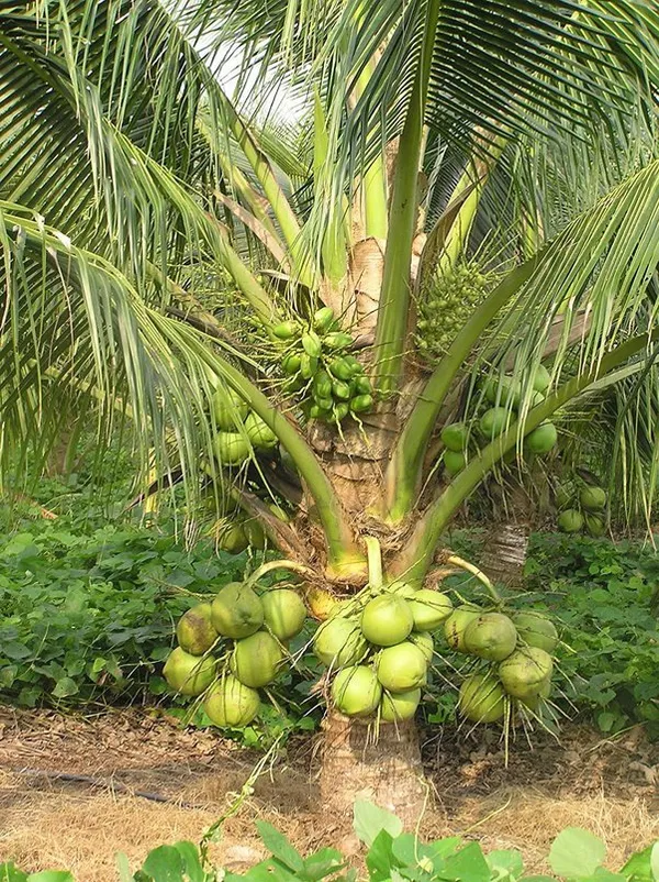 Kalpashree_Coconut_Dwarf_|_Grafted_and_Hybrid_Plants