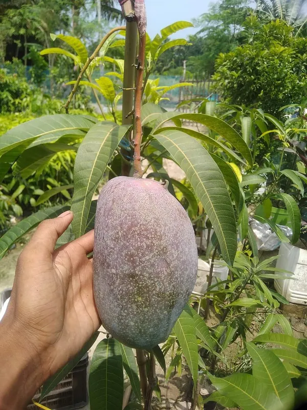 King_Of_Chakapoth_Mango