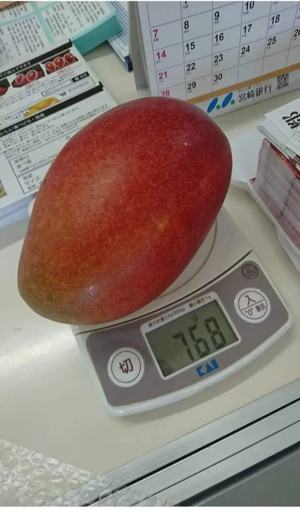 King_Of_Chakapoth_Mango