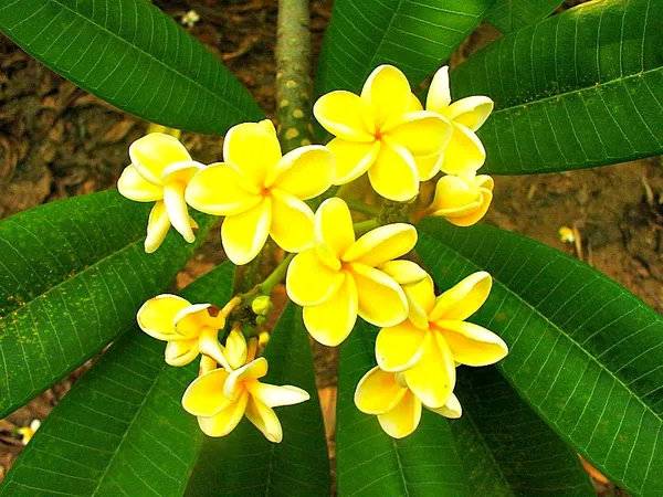 Plumeria_Rubra_Diva