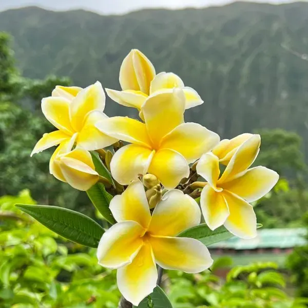 Plumeria_Rubra_Diva