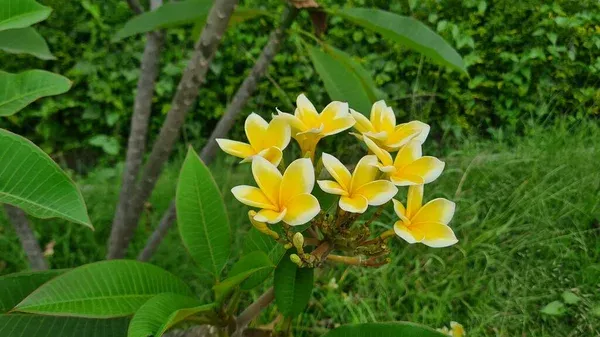 Plumeria_Rubra_Diva