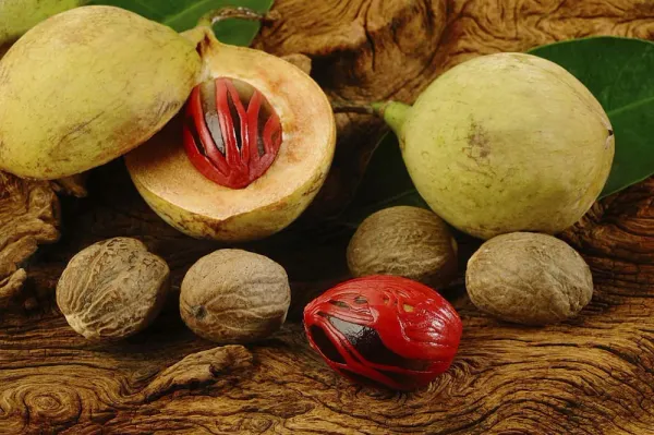 Jaifal_Live_Plant_(Nutmeg)