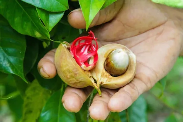 Jaifal_Live_Plant_(Nutmeg)