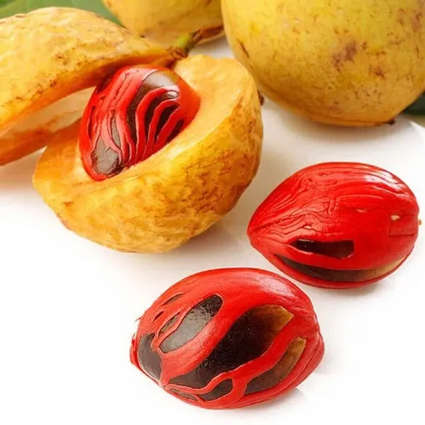 Jaifal_Live_Plant_(Nutmeg)
