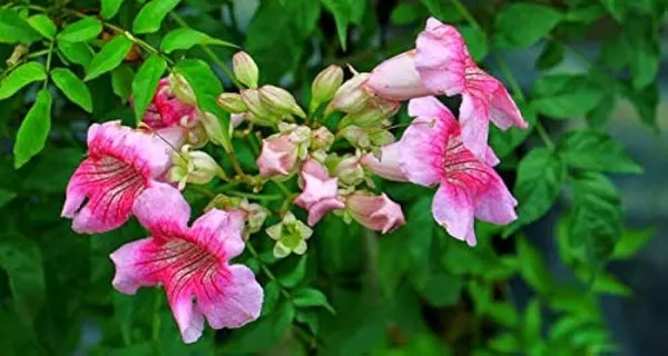 Tecoma_Climber_Pink
