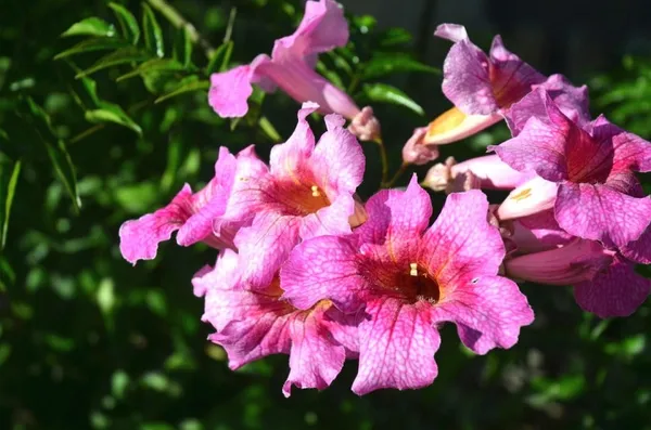 Tecoma_Climber_Pink