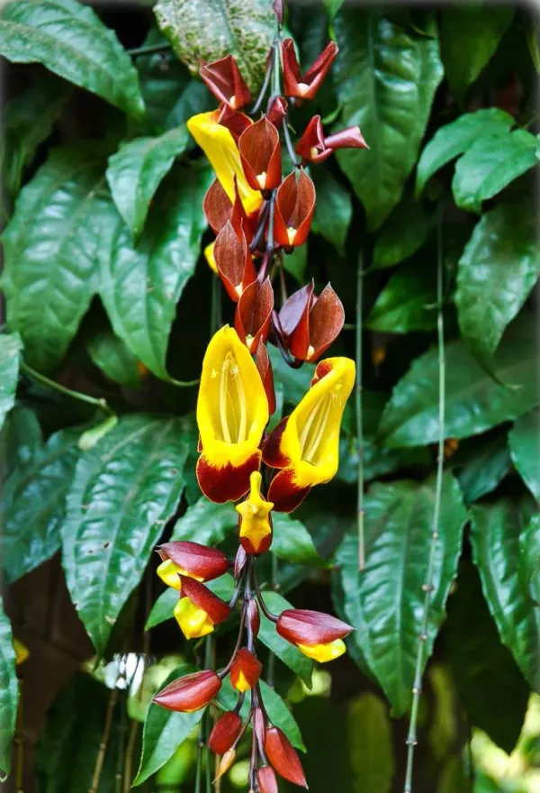 Thanbergia_Crepper_live_plant