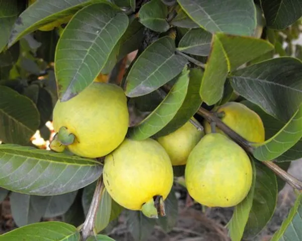 Golen_8_Guava_Plant_|_Grafted_and_Hybrid_Plants