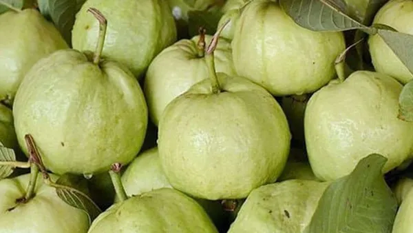 Golen_8_Guava_Plant_|_Grafted_and_Hybrid_Plants