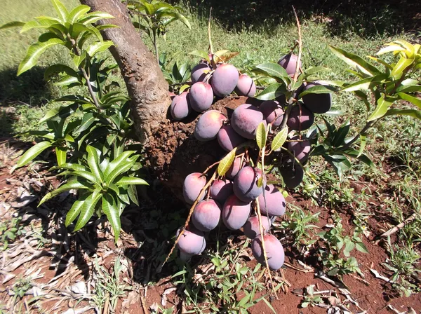 Sensation_Mango