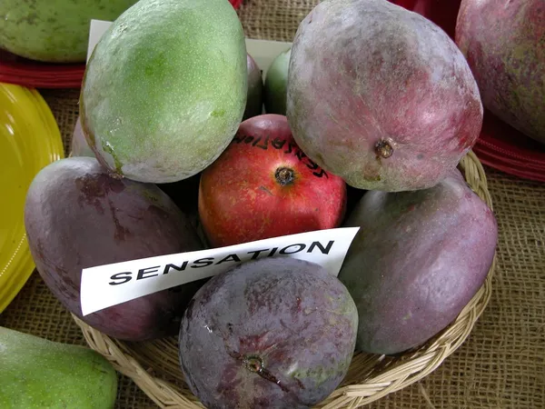 Sensation_Mango